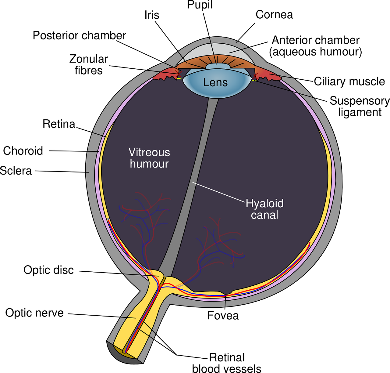 The Human Eye and Colourful World